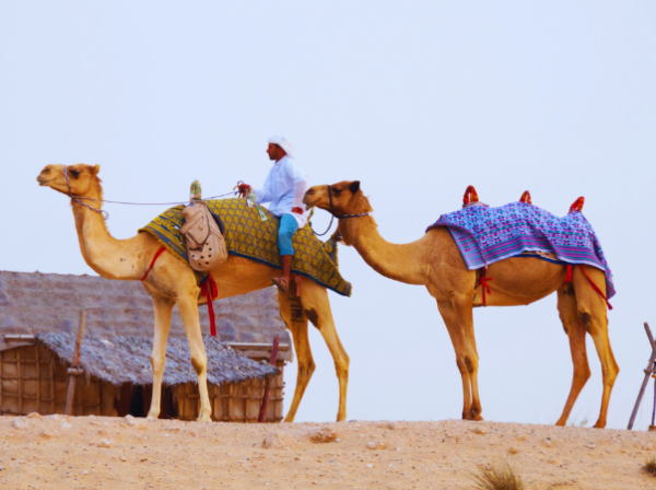 Arabian Dreamland Tourism  | Desert Safari Pick up and Drop Incl Buffet Diner for 2