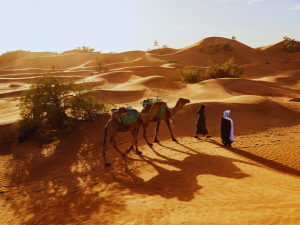 Arabian Dreamland Tourism  | Desert Safari Pick up and Drop Incl Buffet Diner for 2