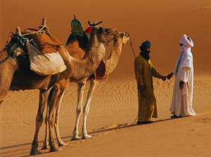 Arabian Dreamland Tourism  | Desert Safari Pick up and Drop Incl Buffet Diner for 2