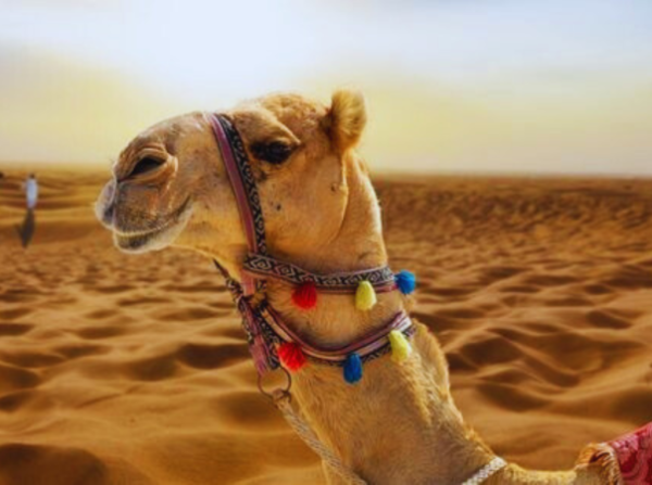 Arabian Dreamland Tourism  | Desert Safari Pick up and Drop Incl Buffet Diner for 2