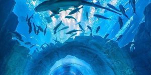 Al Khaima Tours | Dubai Mall - Under Water Zoo and Aquarium