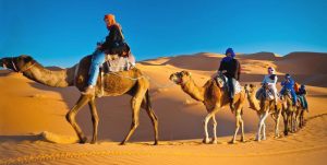 Desert Falcon Tourism | Desert Safari Packages