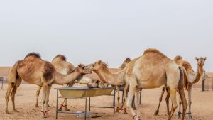 Desert Wonder with BBQ Dinner For 1