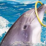 Dubai Dolphinarium | Dolphin and Seal Show - VIP Seats for 1