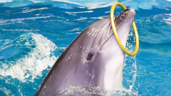 Dubai Dolphinarium | Dolphin and Seal Show - VIP Seats for 1