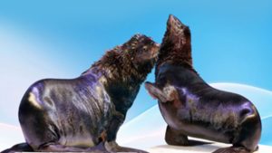 Dubai Dolphinarium | Dolphin and Seal Show - VIP Seats for 1