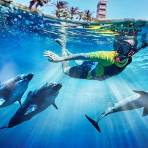 Atlantis The Palm | Atlantis Dolphin Swim for 1