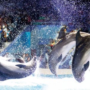 Dubai Dolphinarium | Dolphin and Seal Show Standard Entry Ticket for 1