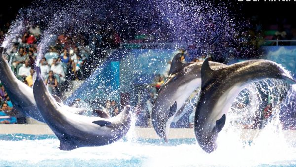Dubai Dolphinarium | Dolphin and Seal Show - VIP Seats for 1