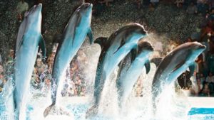 Dubai Dolphinarium | Dolphin and Seal Show - VIP Seats for 1