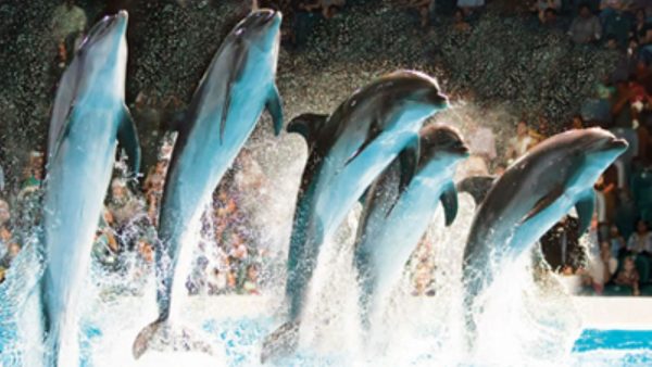 Dubai Dolphinarium | Dolphin and Seal Show - VIP Seats for 1
