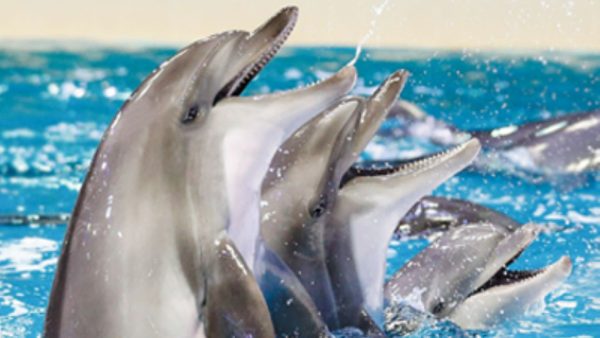 Dubai Dolphinarium | Dolphin and Seal Show - VIP Seats for 1