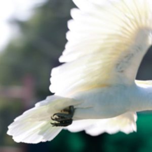 Dubai Dolphinarium | Creek Park Exotic Bird Show Entry For 1