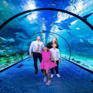 The National Aquarium Abu Dhabi - Aquarium Journey General Admission