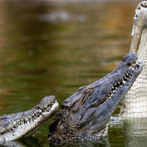 Dubai Crocodile Park - General Admission (KIDS GO FREE SUMMER OFFER)